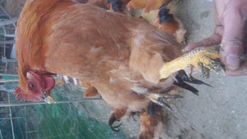 20170525_175352.jpg 20170525_175352.jpg