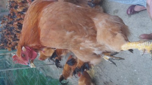 20170525_175350.jpg 20170525_175350.jpg