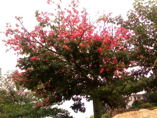 IMG_20100102_163745.jpg IMG_20100102_163745.jpg