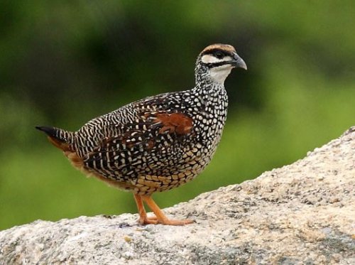 image.jpeg image.jpeg