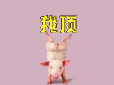 !!我猪哥顶.gif